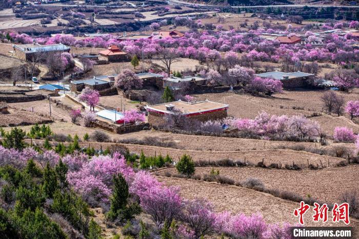 道孚麻灣村房前屋后的杏花繞村怒放?！『涡秀?攝