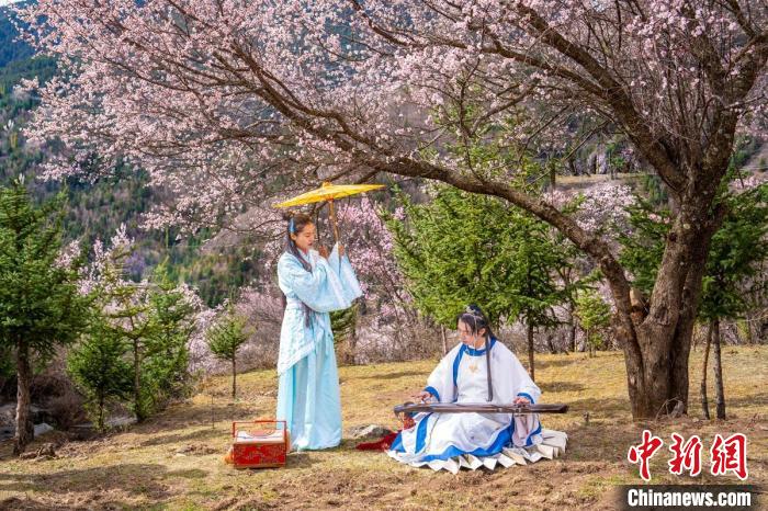 道孚杏花樹下的游客們?！√K銳 攝