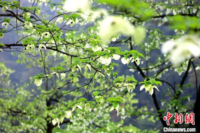 珙桐在春末夏初之際開(kāi)花，花期較短。　呂楊 攝