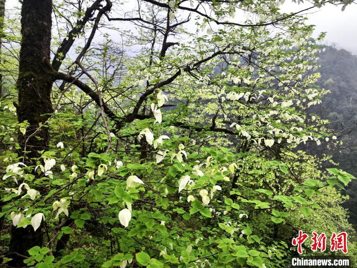 山谷兩側(cè)高大繁茂的珙桐樹(shù)?！螚?攝