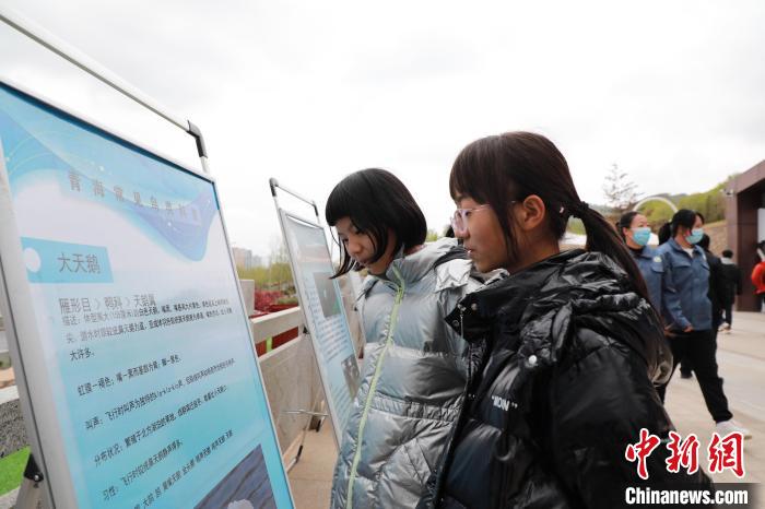 圖為學(xué)生通過(guò)展板了解青海常見(jiàn)鳥(niǎo)類?！●R銘言 攝