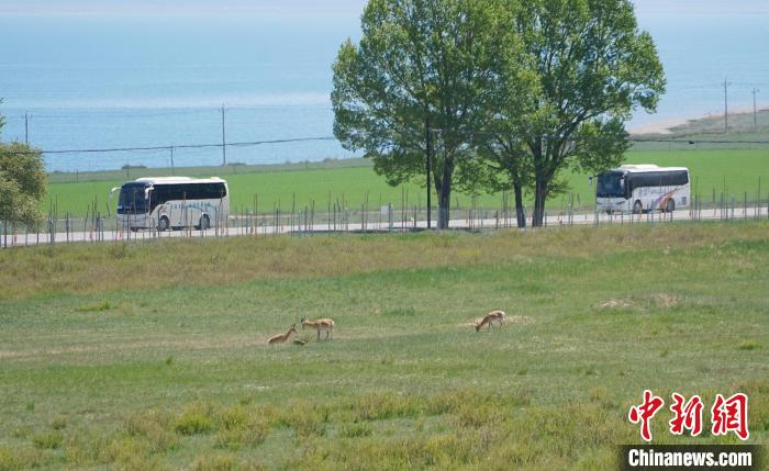 圖為成群普氏原羚在草場(chǎng)上愜意覓食，悠閑自在。　馬銘言 攝