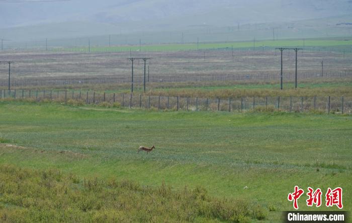 圖為一只普氏原羚在草場(chǎng)上奔跑?！●R銘言 攝