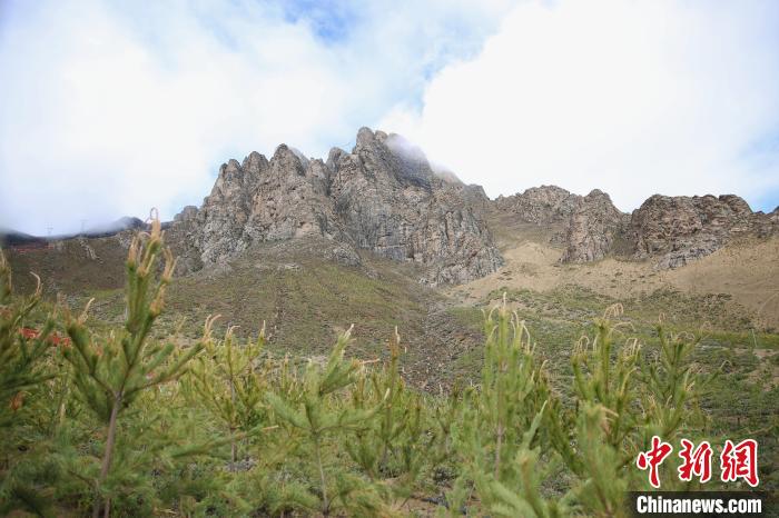 圖為拉薩南北山綠化工程拉薩曲水縣才納村5號片區(qū)?！∝暣_ 攝