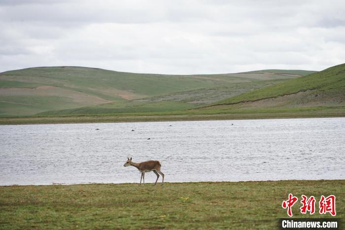 圖為藏原羚在扎陵湖岸畔悠閑漫步?！●R銘言 攝