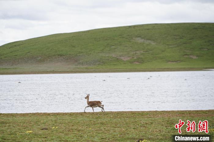 圖為藏原羚在扎陵湖岸畔悠閑漫步?！●R銘言 攝