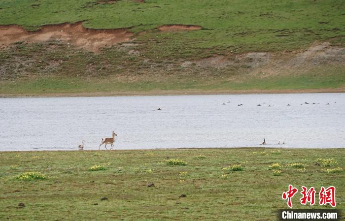 圖為藏原羚在扎陵湖岸畔悠閑漫步?！●R銘言 攝