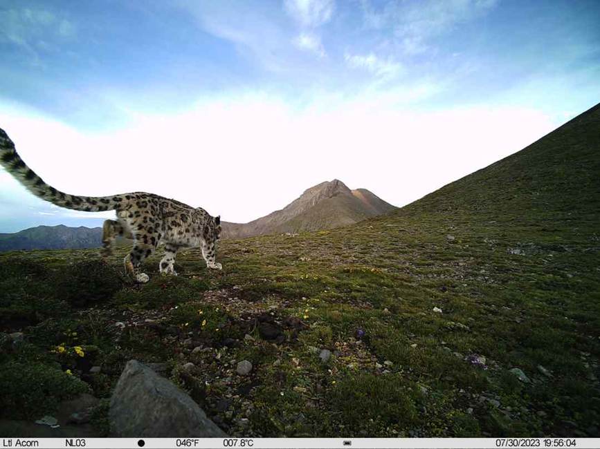 雪豹影像。山水自然保護中心供圖