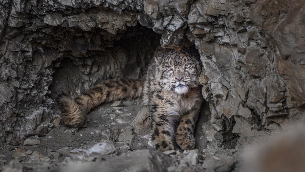 “高原精靈”雪豹。尼瑪多吉攝