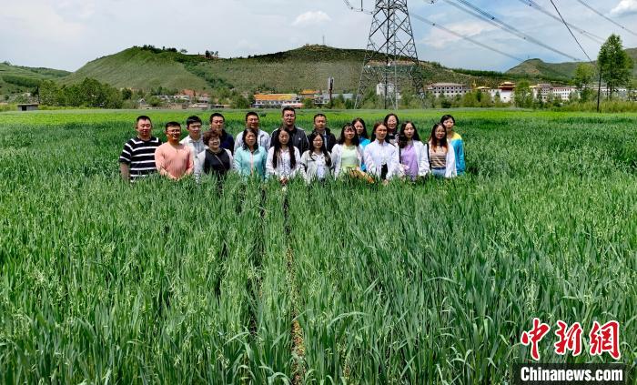 青海：“青燕2號(hào)”燕麥、“環(huán)湖”老芒麥等通過(guò)國(guó)家級(jí)審定