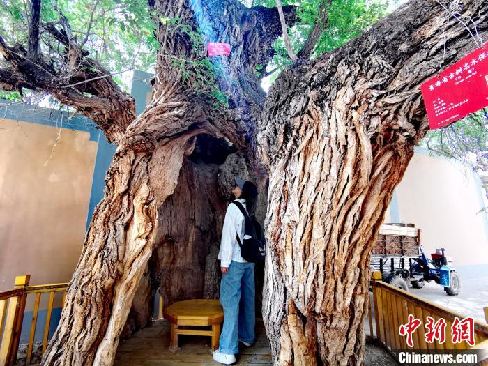 青海海東市阿河灘地質(zhì)文化村：古樹(shù)新枝、丹山碧水