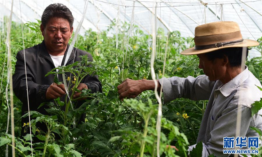 （脫貧攻堅）（2）西藏白朗：蔬菜種植合作社助力農民增收