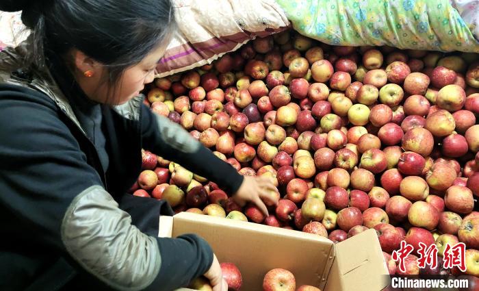 圖為通麥村村民巴桑拉姆精心挑選蘋果進行裝箱?！∝暽＠?攝