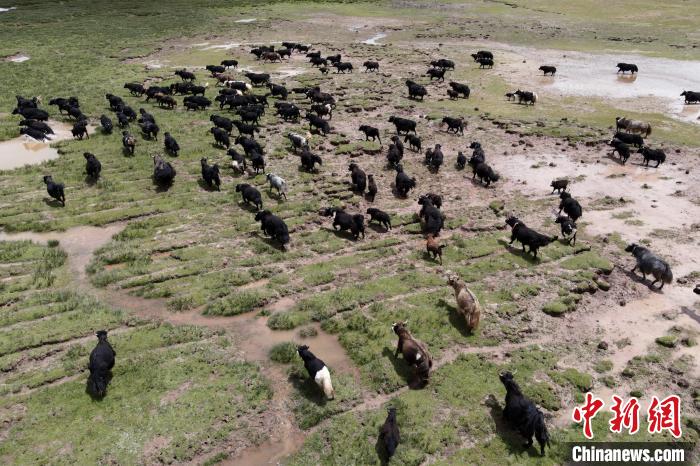 近年來，那曲市班戈縣推行村級(jí)牧業(yè)經(jīng)濟(jì)合作社，牧民們將牛羊及草場(chǎng)作為股份加入合作社，部分牧民開始從事旅游服務(wù)、服裝加工及運(yùn)輸?shù)刃袠I(yè)，收入逐年提高。圖為8月3日，班戈縣的牦牛群在一片草原濕地中覓食(資料圖)?！〗w波 攝