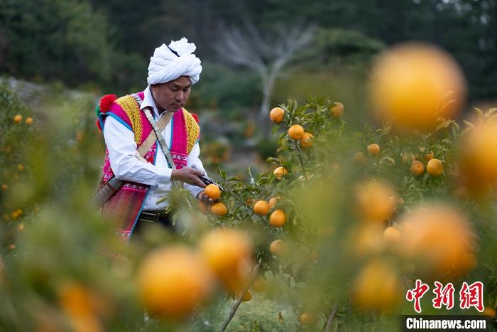1月29日，京都村村民在柑橘園中采摘柑橘。<a target='_blank' ><p  align=