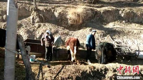 圖為孔繁福夫妻正在收拾牛圈?！±铍h　攝