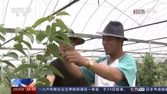 種蘑菇、養(yǎng)駱駝...。。特色產(chǎn)業(yè)助力鄉(xiāng)村振興走新路