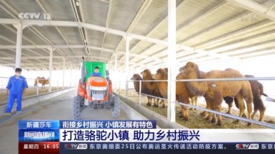 種蘑菇、養(yǎng)駱駝...。。特色產(chǎn)業(yè)助力鄉(xiāng)村振興走新路