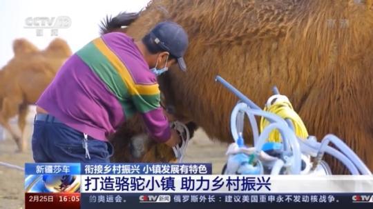 種蘑菇、養(yǎng)駱駝...。。特色產(chǎn)業(yè)助力鄉(xiāng)村振興走新路