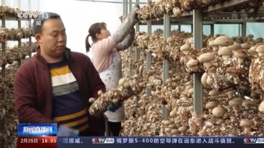 種蘑菇、養(yǎng)駱駝...。。特色產(chǎn)業(yè)助力鄉(xiāng)村振興走新路