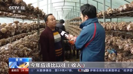 種蘑菇、養(yǎng)駱駝...。。特色產(chǎn)業(yè)助力鄉(xiāng)村振興走新路