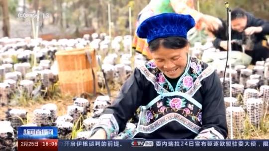 種蘑菇、養(yǎng)駱駝...。。特色產(chǎn)業(yè)助力鄉(xiāng)村振興走新路