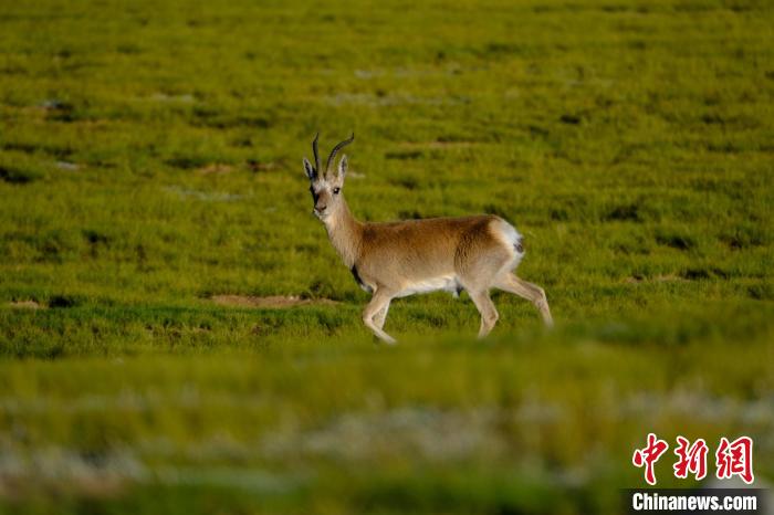 圖為西藏納木錯(cuò)湖邊的藏原羚休閑覓食?！〗w波 攝