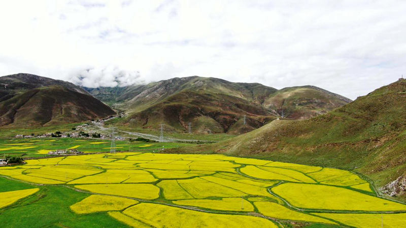 金燦燦的油菜花。洛克攝