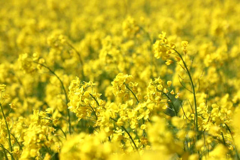 油菜花盛開(kāi)。洛克攝