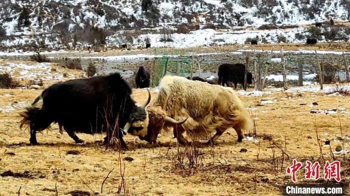 圖為角木那村生態(tài)散養(yǎng)的牦牛正在嬉戲?！“蜕Ｇ?　攝