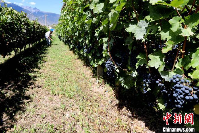 昌都芒康縣依托“兩江流域”干熱河谷地帶地理優(yōu)勢將康巴蜜橘、蘋果、甜石榴、葡萄、蜜桃等經(jīng)濟林木種植?！〔际忻⒖悼h委宣傳部供圖