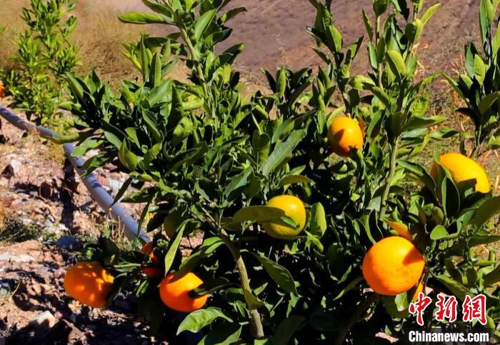 昌都芒康縣依托“兩江流域”干熱河谷地帶地理優(yōu)勢將康巴蜜橘、蘋果、甜石榴、葡萄、蜜桃等經(jīng)濟林木種植?！〔际忻⒖悼h委宣傳部供圖