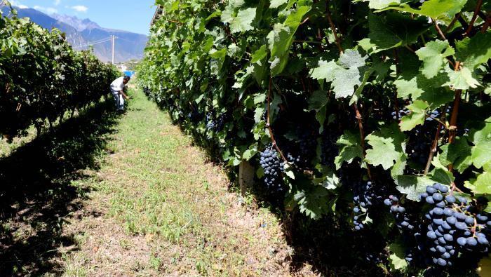 昌都芒康縣依托“兩江流域”干熱河谷地帶地理優(yōu)勢將康巴蜜橘、蘋果、甜石榴、葡萄、蜜桃等經(jīng)濟(jì)林木種植?！〔际忻⒖悼h委宣傳部供圖