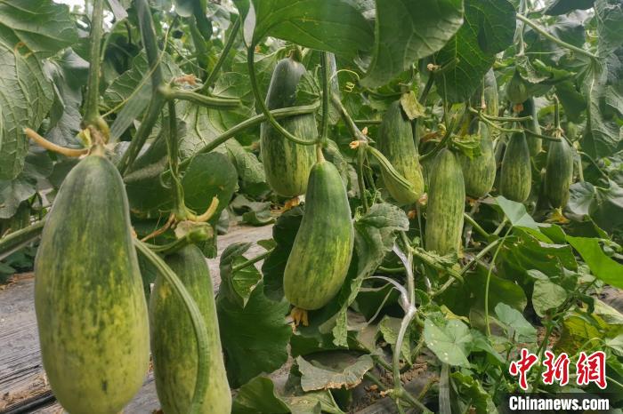 西藏海拔4400多米康馬縣甜瓜、西瓜豐收