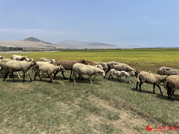 當(dāng)?shù)貢r(shí)間11月15日，羊群在錢凱港附近的圣羅莎濕地棲息。人民網(wǎng)記者 周雨攝