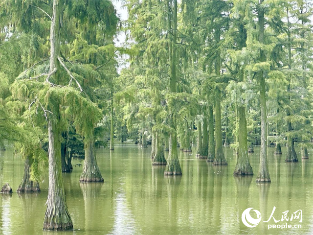 湖北省武漢漲渡湖濕地，池杉“破水而出”。人民網(wǎng)記者 張沛攝