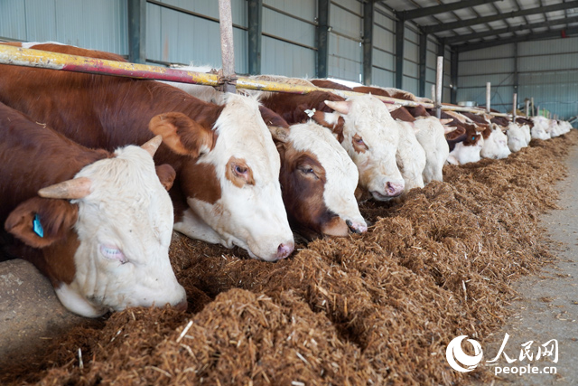 在思博農(nóng)業(yè)科技有限公司內(nèi)，肉牛正在吃秸稈轉(zhuǎn)化的飼料。人民網(wǎng)記者 陳若天攝