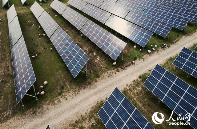 羊群在青海省海南州共和縣塔拉灘的光伏園區(qū)內(nèi)吃草。人民網(wǎng)記者 馬天翼攝