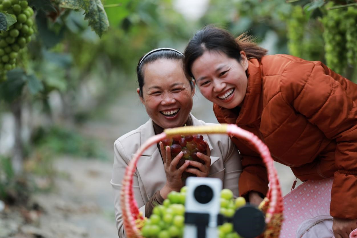 2024年10月6日，果農(nóng)在貴州省黔西市金碧鎮(zhèn)新蘭村葡萄園里進(jìn)行直播銷(xiāo)售。來(lái)源：人民圖片