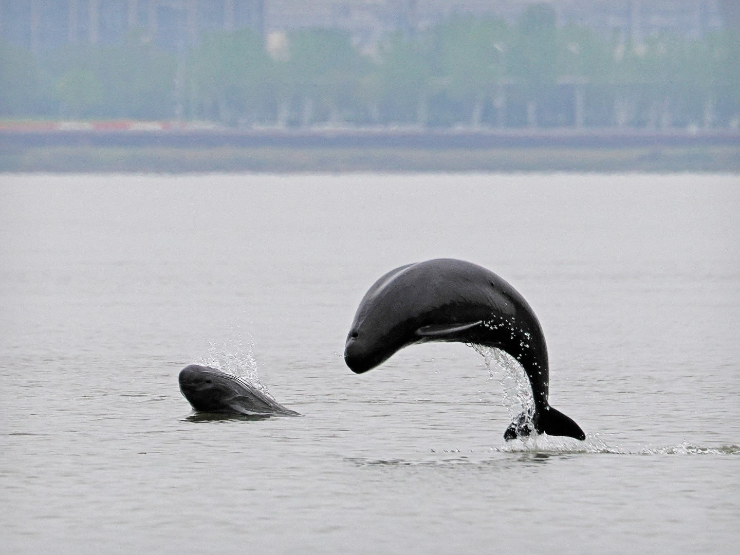 文化中國行 長江之歌丨微笑的江豚，從四千年前“游”來