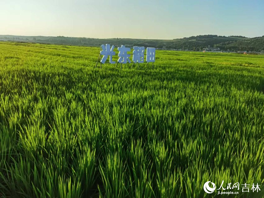 光東村稻田風(fēng)景美如畫（資料圖片）。人民網(wǎng)記者 王海躍攝