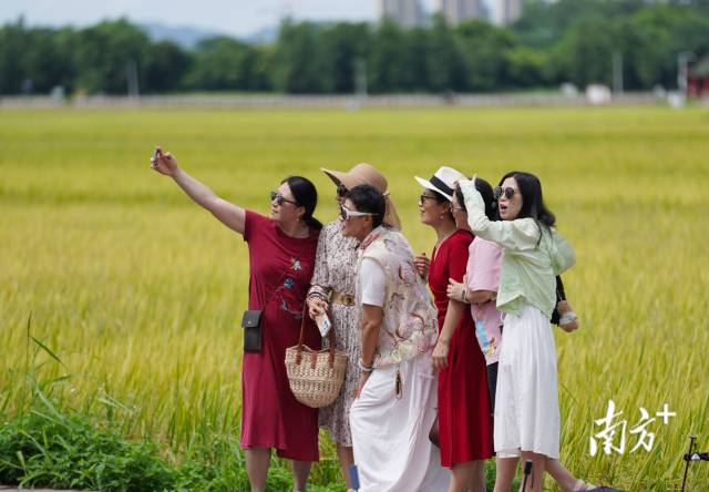 游客們在崖口村稻田前合影。
