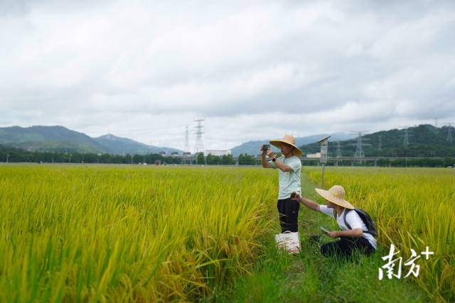 文化組的兩名成員正在給稻田拍照。