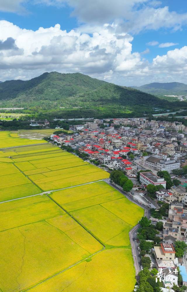 崖口村全景。