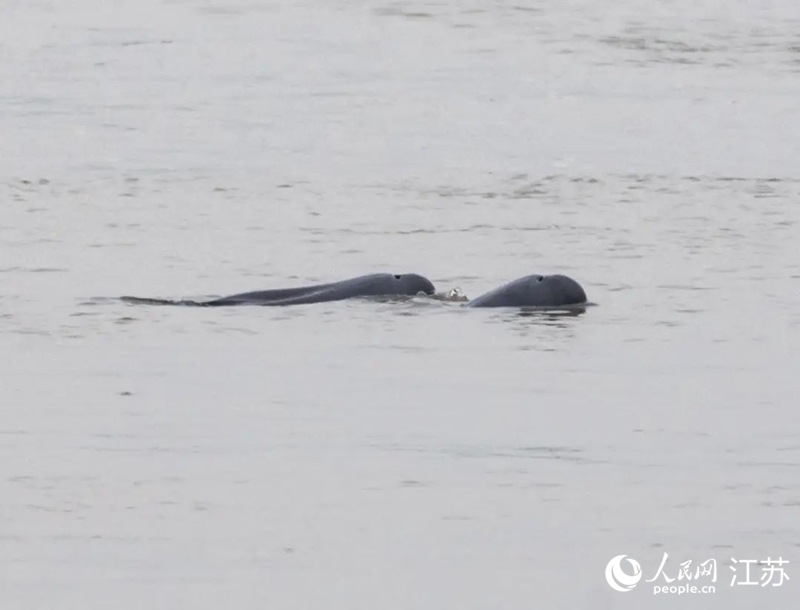 在南京長(zhǎng)江新濟(jì)洲國(guó)家濕地公園拍到的江豚。人民網(wǎng)記者 王丹丹攝