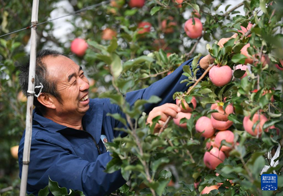 【高質(zhì)量發(fā)展看陜西】“上天”的延安蘋果，蘊(yùn)藏哪些新質(zhì)生產(chǎn)力