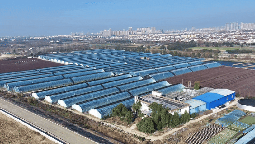 洋縣東聯(lián)村藍莓基地航拍。洋縣融媒體供圖