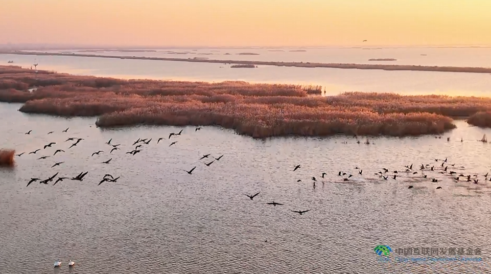 “兩山”理念與美麗中國丨濕地與候鳥，一場歲歲年年的相守