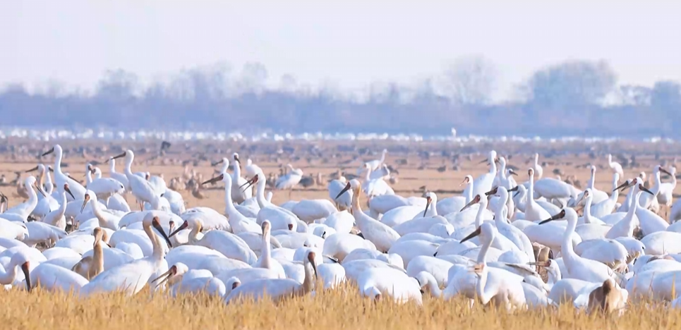 “兩山”理念與美麗中國丨濕地與候鳥，一場歲歲年年的相守