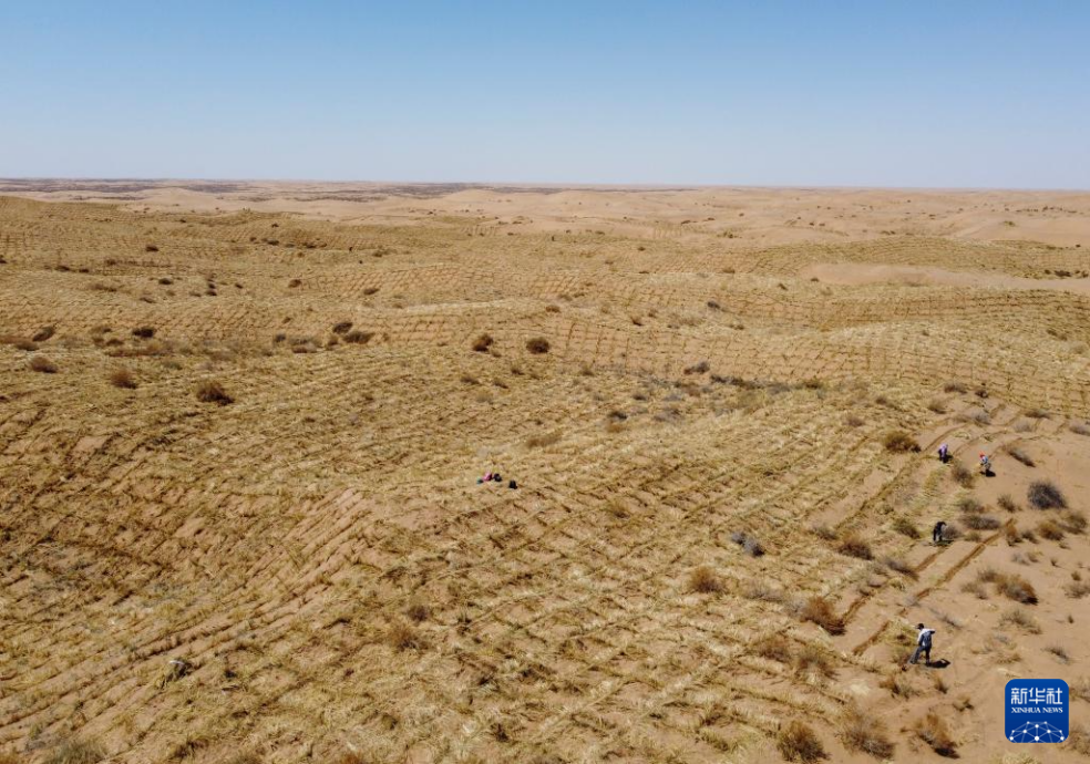 2024年4月10日，群眾在古浪縣八步沙林場(chǎng)麻黃塘沙區(qū)用草方格壓沙。新華社發(fā)（無(wú)人機(jī)照片）